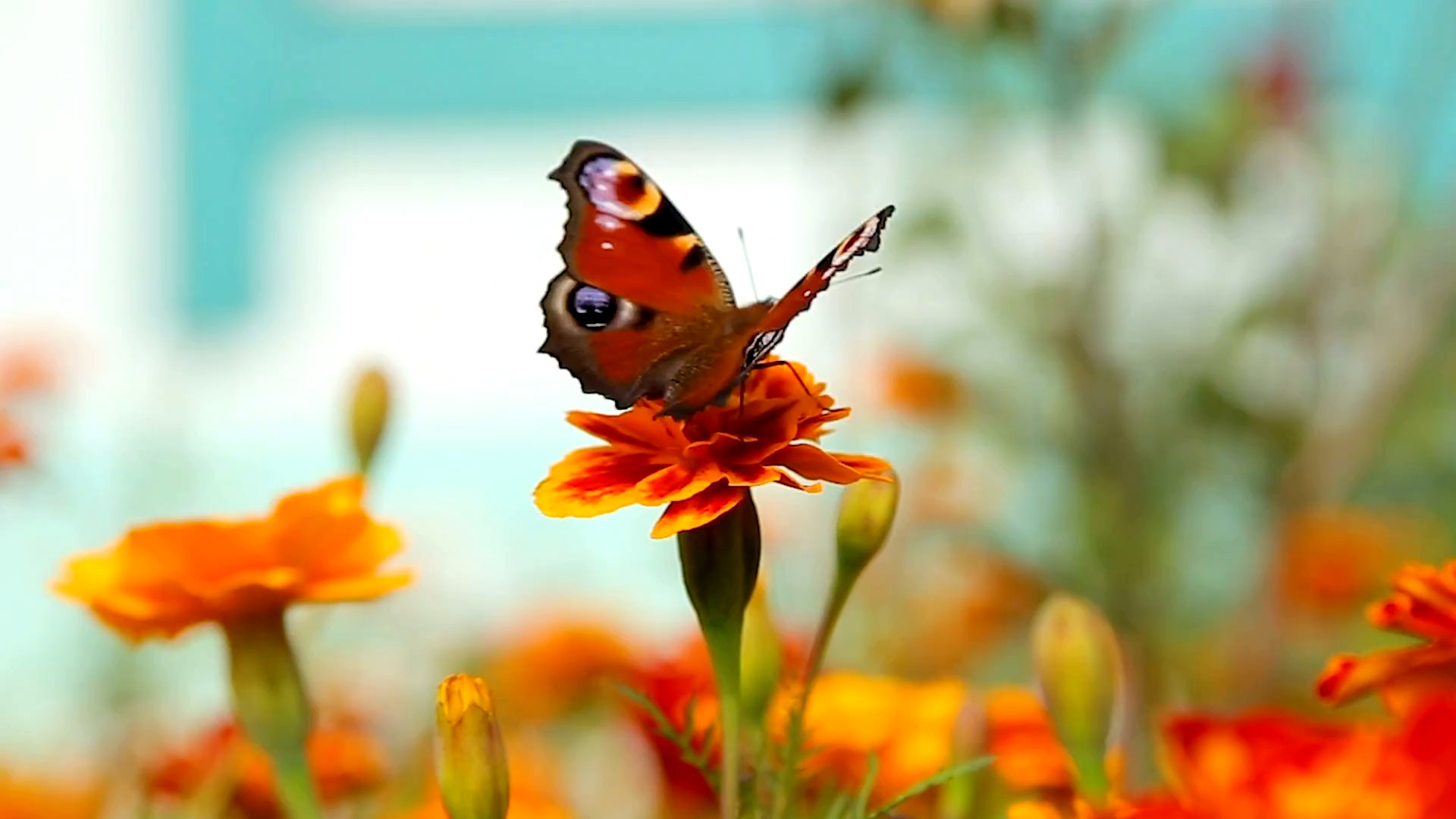 Insektenfreundliche Pflanzen und Blumen für Deinen bienenfreundlichen Garten
