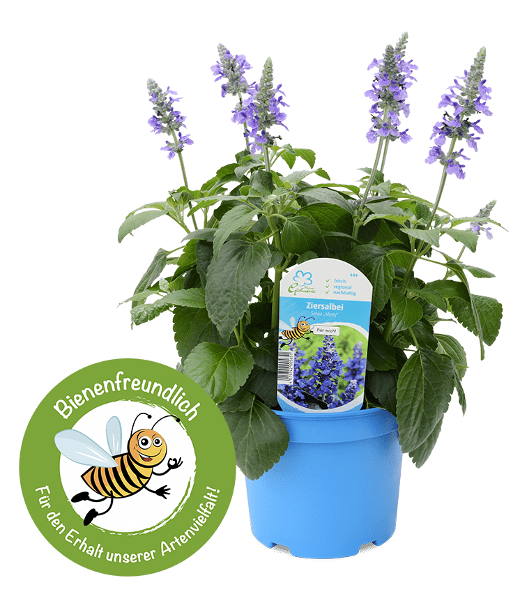 Bienenfreundliche Pflanzen unserer Marke „Meine Gärtnerei“