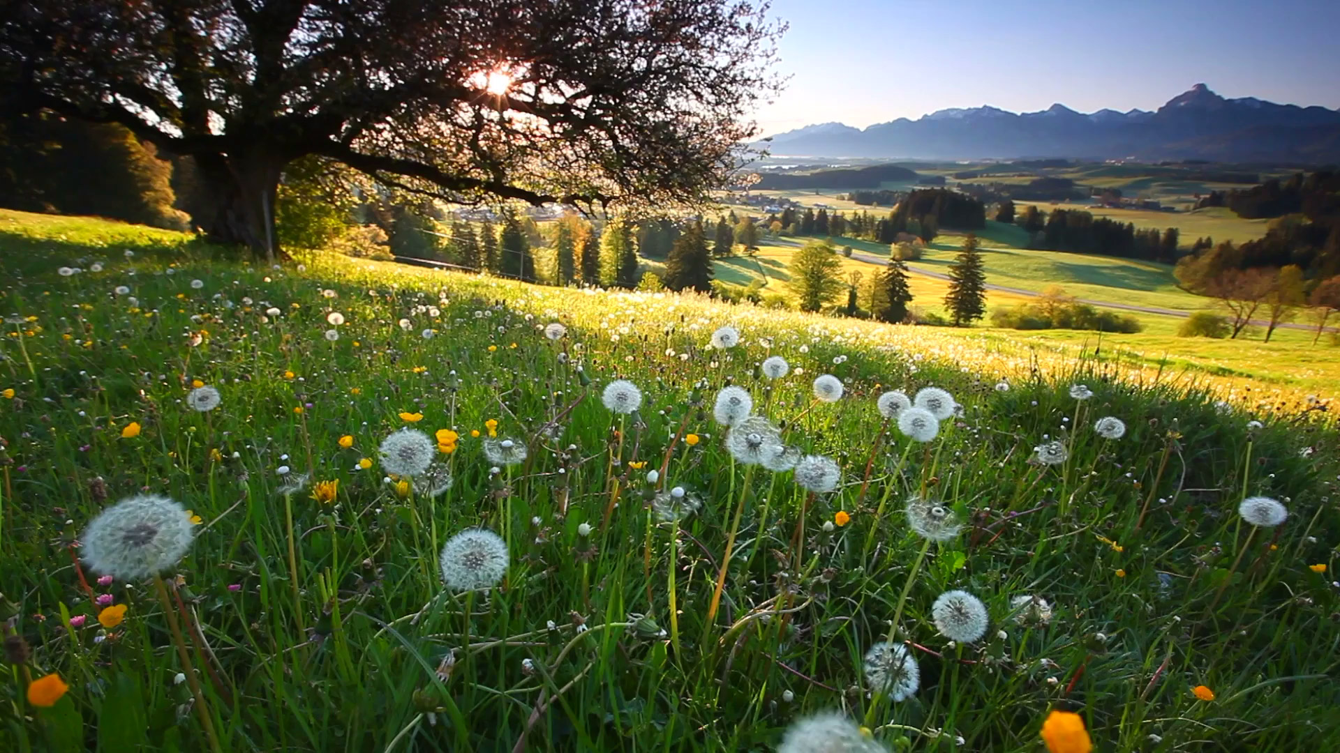Nachhaltig gärtnern. Unsere bayerischen Gärtnereien produzieren Kräuter, Stauden und Gartenpflanzen bienenfreundlich, nachhaltig und umweltfreundlich